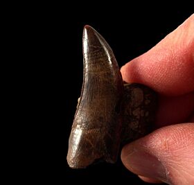 albertosaurus tooth for sale