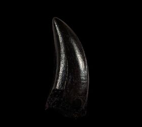 Large Albertosaurus tooth for sale | Buried Treasure Fossils
