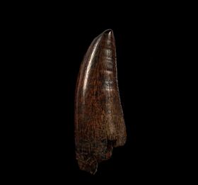 Perfect tyrannosaur tooth for sale | Buried Treasure Fossils