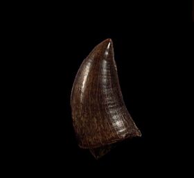 Colorful Daspletosaurus tooth for sale | Buried Treasure Fossils