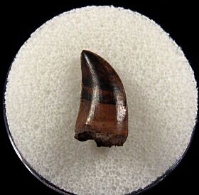 Top quality Daspletosaurus tooth for sale | Buried Treasure Fossils