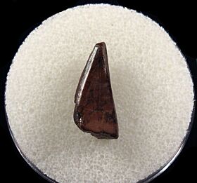 Colorful Gorgosaurus tooth for sale | Buried Treasure Fossils