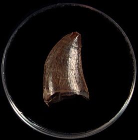 Large Gorgosaurus tooth for sale | Buried Treasure Fossils