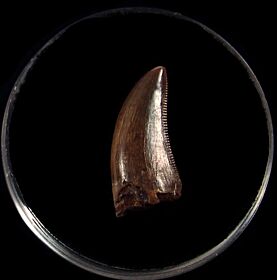 Top quality Albertosaurus tooth for sale | Buried Treasure Fossils