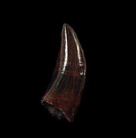 albertosaurus tooth for sale
