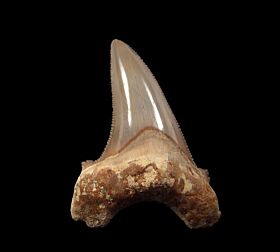 Otodus sokolovi from Egypt for sale | Buried Treasure Fossils