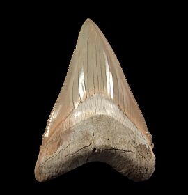 GEM Bone Valley Megalodon tooth for sale | Buried Treasure Fossils