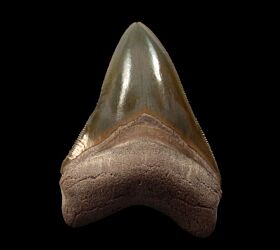 Golden Beach Bone Valley Florida Megalodon tooth for sale | Buried Treasure Fossils