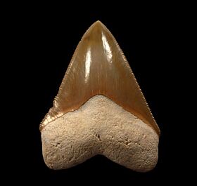 BV Megalodon tooth for sale | Buried Treasure Fossils