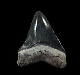 Classic Bone Valley Megalodon tooth for sale | Buried Treasure Fossils