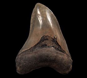 Green Bone Valley  Megalodon tooth for sale | Buried Treasure Fossils