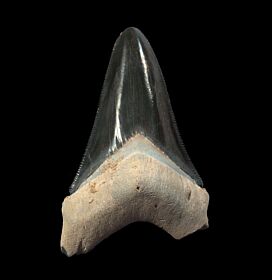 Black Bone Valley Florida Megalodon tooth for sale | Buried Treasure Fossils
