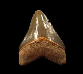 Polk County Megalodon tooth for sale | Buried Treasure Fossils