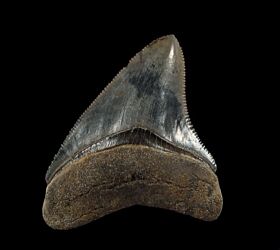 Golden Beach Megolodon tooth for sale | Buried Treasure Fossils