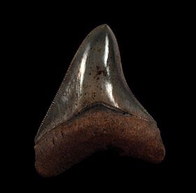 Gem Horse Creek Megalodon tooth for sale | Buried Treasure Fossils