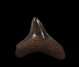 Posterior Horse Creek Megalodon tooth for sale | Buried Treasure Fossils