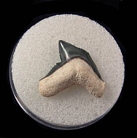 Florida Bone Valley Tiger shark tooth for sale | Buried Treasure Fossils