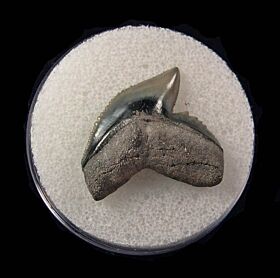 Real Bone Valley Galeocerdo cuvier tooth for sale | Buried Treasure Fossils