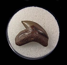 Extra Large Venice Tiger shark tooth for sale | Buried Treasure Fossils