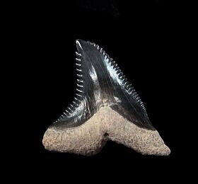 Colorful Hemipristis shark tooth for sale | Buried Treasure Fossils