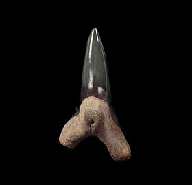 Florida Hemipristis shark tooth for sale | Buried Treasure Fossils 