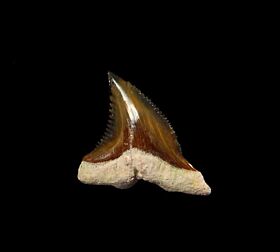 Bone valley Hemipristis tooth for sale | Buried Treasure Fossils