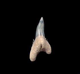 Colorful Florida Hemipristis serra tooth for sale | Buried Treasure Fossils