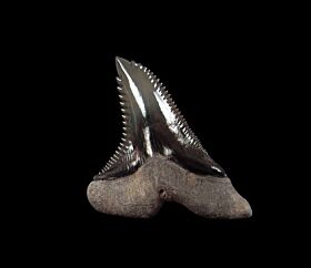Golden Beach Hemipristis serra tooth for sale | Buried Treasure Fossils