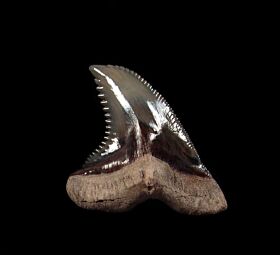 Venice Hemipristis shark tooth for sale | Buried Treasure Fossils