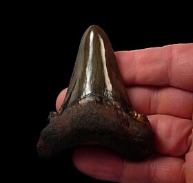Rare Suwanee River Carcharocles auriculatus tooth for sale | Buried Treasure Fossils