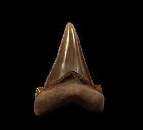 Suwanee River Auriculatus shark teeth for sale | Buried Treasure Fossils