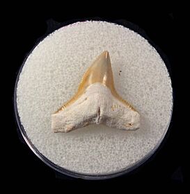 Colorful Bull shark tooth for sale | Buried Treasure Fossils