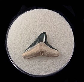 Bull Shark Teeth for Sale | Buried Treasure Fossils