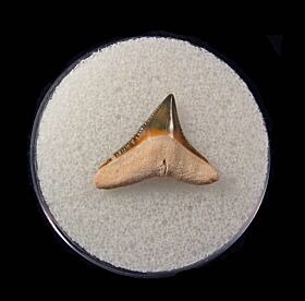 Colorful Florida Carcharhinus leucas tooth for sale | Buried Treasure Fossils