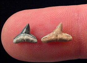 Oligocene Hammerhead shark tooth for sale | Buried Treasure Fossils