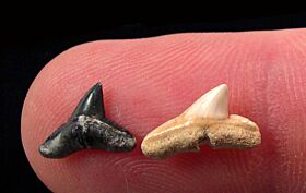 Sphyrna zygaena tooth for sale from Florida | Buried Treasure Fossils