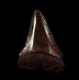 Suwanee River Great White shark tooth for sale | Buried Treasure Fossils