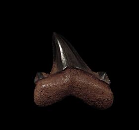 Real Suwanee River Ric shark tooth for sale | Buried Treasure Fossils