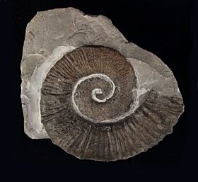 French Crioceras loryi ammonite for sale | Buried Treasure Fossils