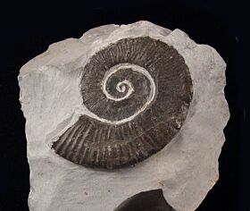 Crioceras loryi ammonite | Buried Treasure Fossils