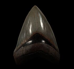 Colorful Georgia Megalodon tooth for sale | Buried Treasure Fossils