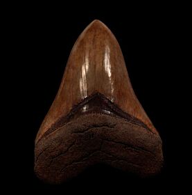 Green Georgia Megalodon tooth for sale | Buried Treasure Fossils