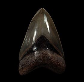 Colorful Georgia Megalodon tooth for sale | Buried Treasure Fossils