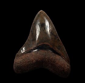 Georgia Megalodon tooth for sale | Buried Treasure Fossils