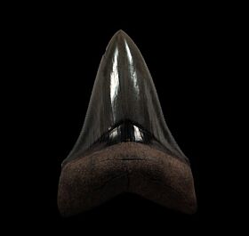 Real Georgia Megalodon tooth for sale | Buried Treasure Fossils