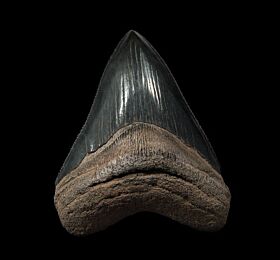 Georgia Otodus megalodon tooth for sale | Buried Treasure Fossils