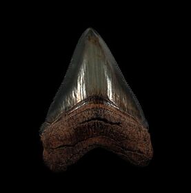 Georgia Chubutensis tooth for sale | Buried Treasure Fossils