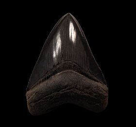 Georgia Megalodon tooth | Buried Treasure Fossils