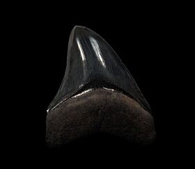 Georgia Megalodon tooth | Buried Treasure Fossils