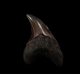 Georgia Parotodus benedeni tooth for sale | Buried Treasure Fossils